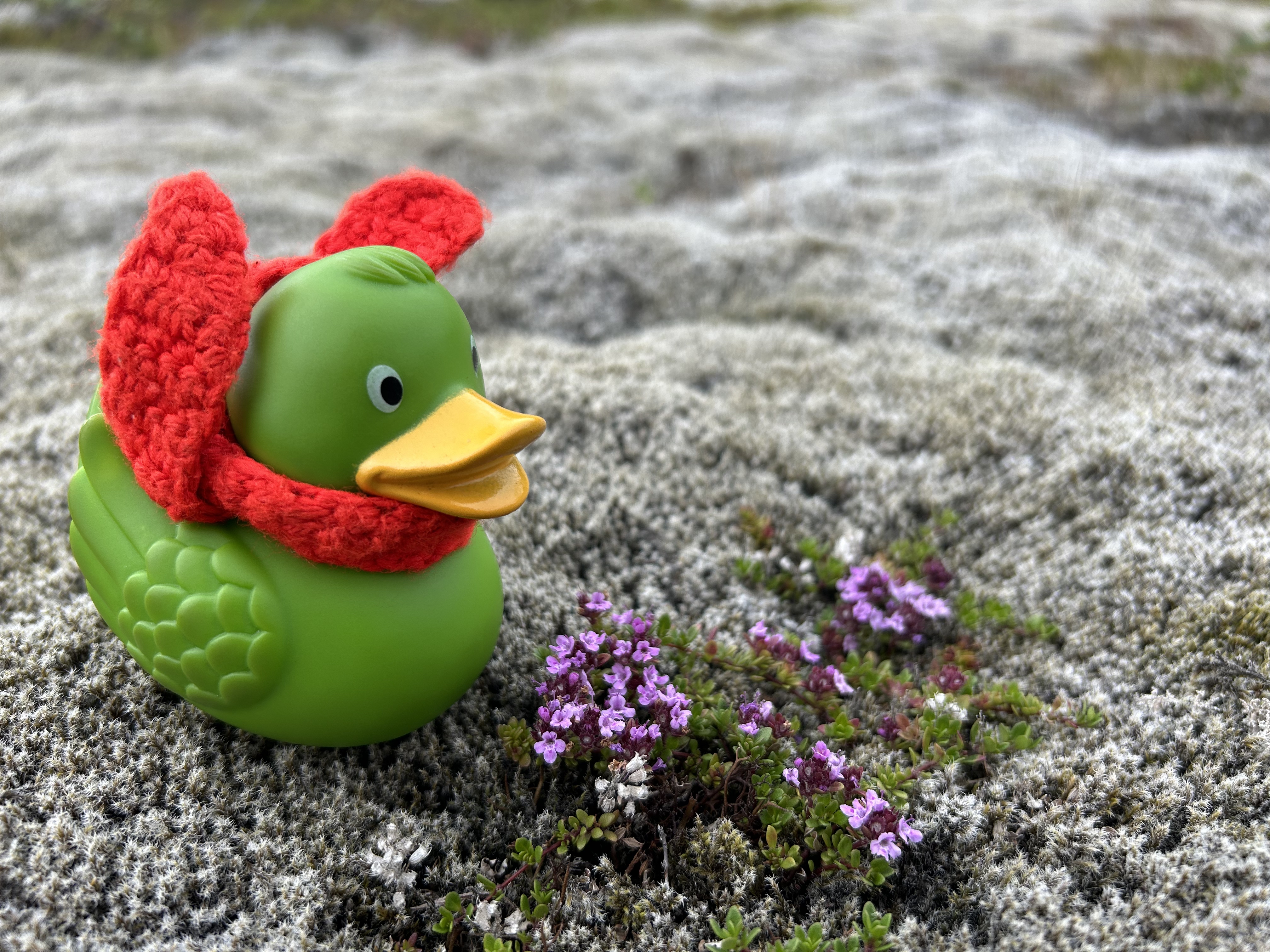 Guillaume likes plants